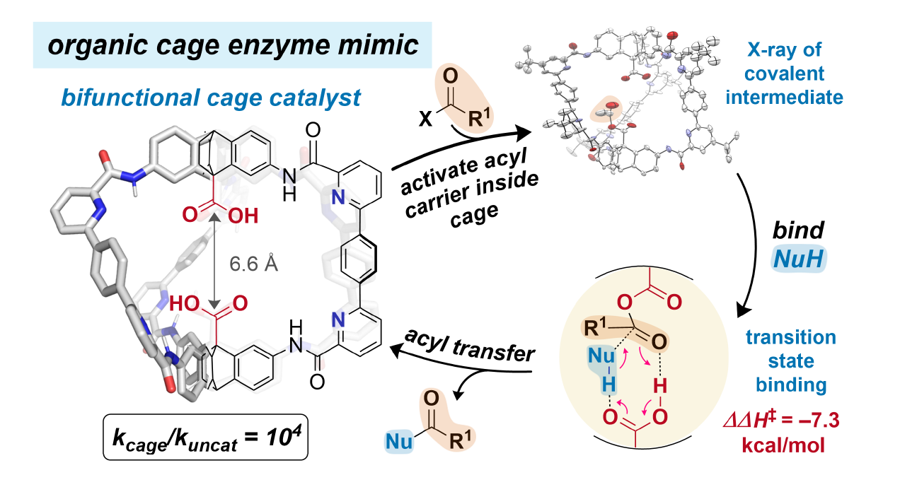 Organic cage enzyme mimic image